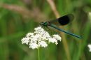 Damselfly1.jpg