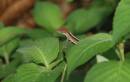 Damsels_and_Hoppers_etc_10_06_0392.jpg