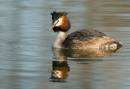 Dancing-Grebe.jpg