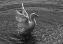 Dancing_Duck.jpg