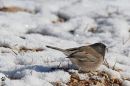 Dark-eyed_Junco.jpg
