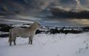 Dartmoor_pony_in_snow.jpg