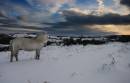 Dartmoor_pony_in_snowstorm.jpg
