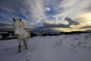 Dartmoor_pony_walking_in_snow.jpg
