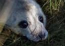 Day_old_seal_pup.jpg