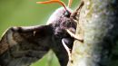 Deaths_Head_Hawk_Moth.jpg