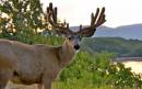 Deer2.jpg
