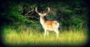 Deer7.jpg