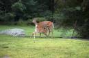 Deer_Suckling001_resize.jpg