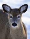 Deer_eyes.jpg
