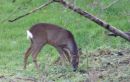 Deer_scaled.jpg