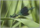 Demoiselle-2.jpg