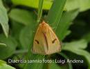 Diacrisia_sannio_l_andena.jpg
