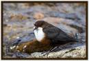 Dipper1.jpg