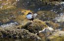Dipper_Cinclus_cinclus_5-5-2016_4.jpg