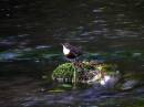 Dipper_Dovedale.jpg