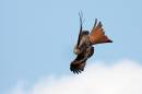 Diving-Redkite.jpg