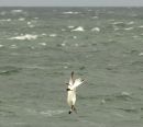 Diving_for_fish_Gannet.jpg