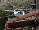Doves_At_Charlestown_-_9115.JPG
