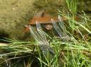 Dragonflies_mating_Mar05.JPG