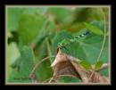 Dragonfly-07-30-10_2472_zf.jpg