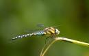 Dragonfly2.jpg