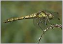 Dragonfly_common_Sympetrum_8F.jpg