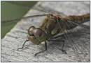 Dragonfly_common_Sympetrum_male_15.jpg