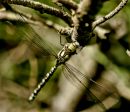 Dragonfly_edited.jpg