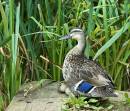 Duck-and-Chiks.jpg