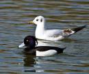 Duck-and-Friend.jpg