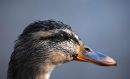 Duck11.jpg