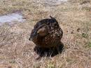 Duck4.JPG