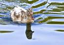 Duck_2.jpg