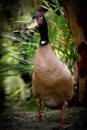 Duck_Posing.jpg
