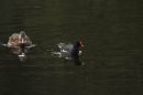 Duck_following_Water_Hen.jpg
