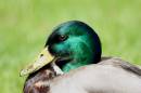 Duck_in_the_Park.jpg