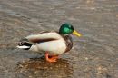 Duck_therapy.jpg