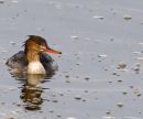 Duck_with_Bubbles_1.jpg