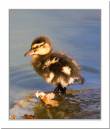 Duckling.jpg
