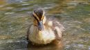 Duckling2.jpg