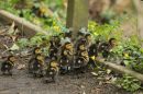 Ducklings1.jpg