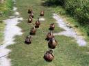 Ducks.JPG