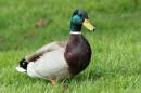 Ducks_in_the_grass.jpg