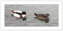 Ducksweb.jpg
