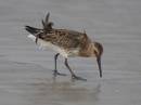 Dunlin-08.jpg