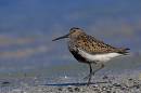 Dunlin2wpf.jpg