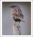 Dunnock-30.jpg