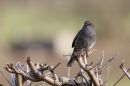 Dunnock-on-a-thorn-bush.jpg