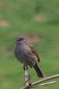 Dunnock-pose.jpg